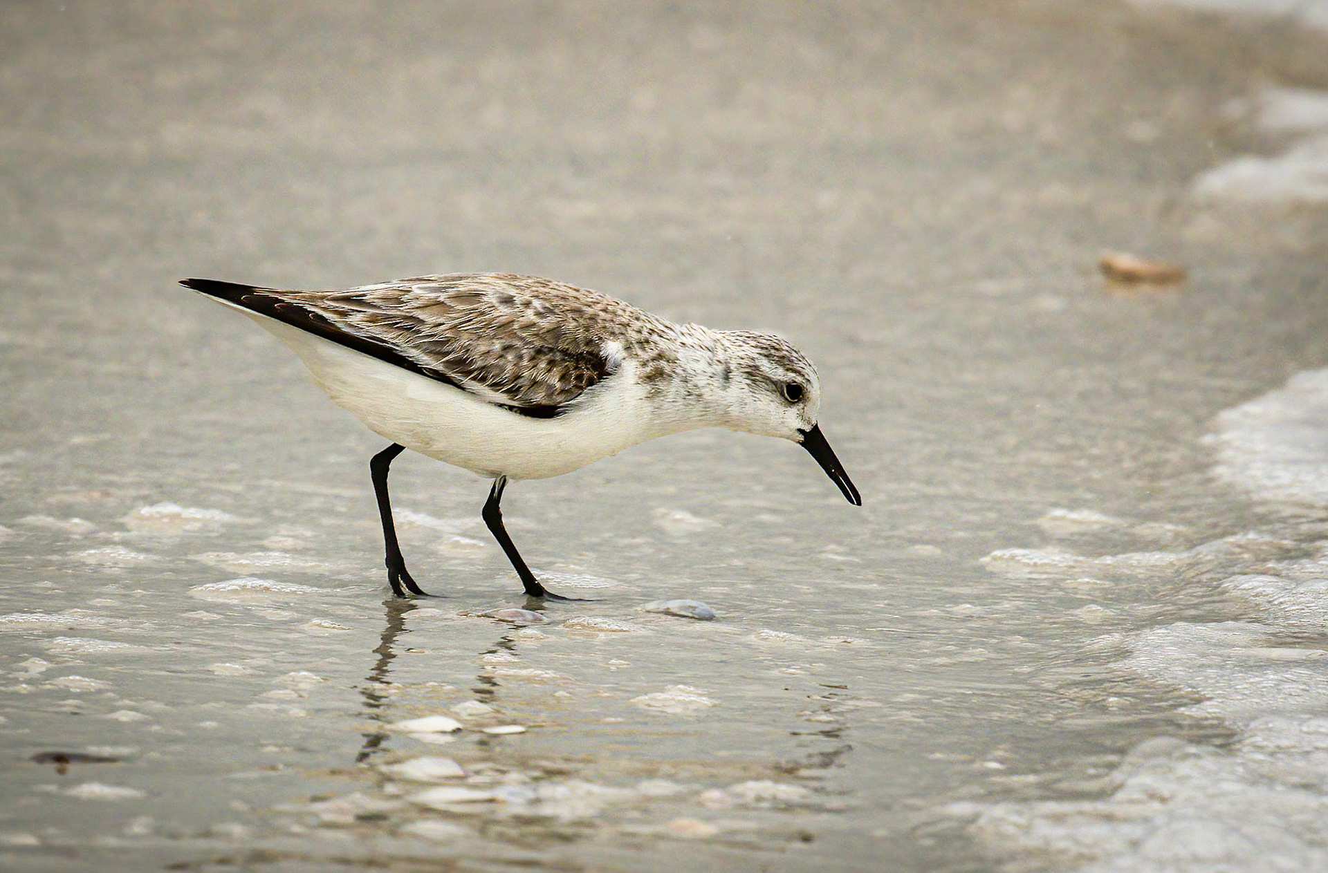 Sanderling