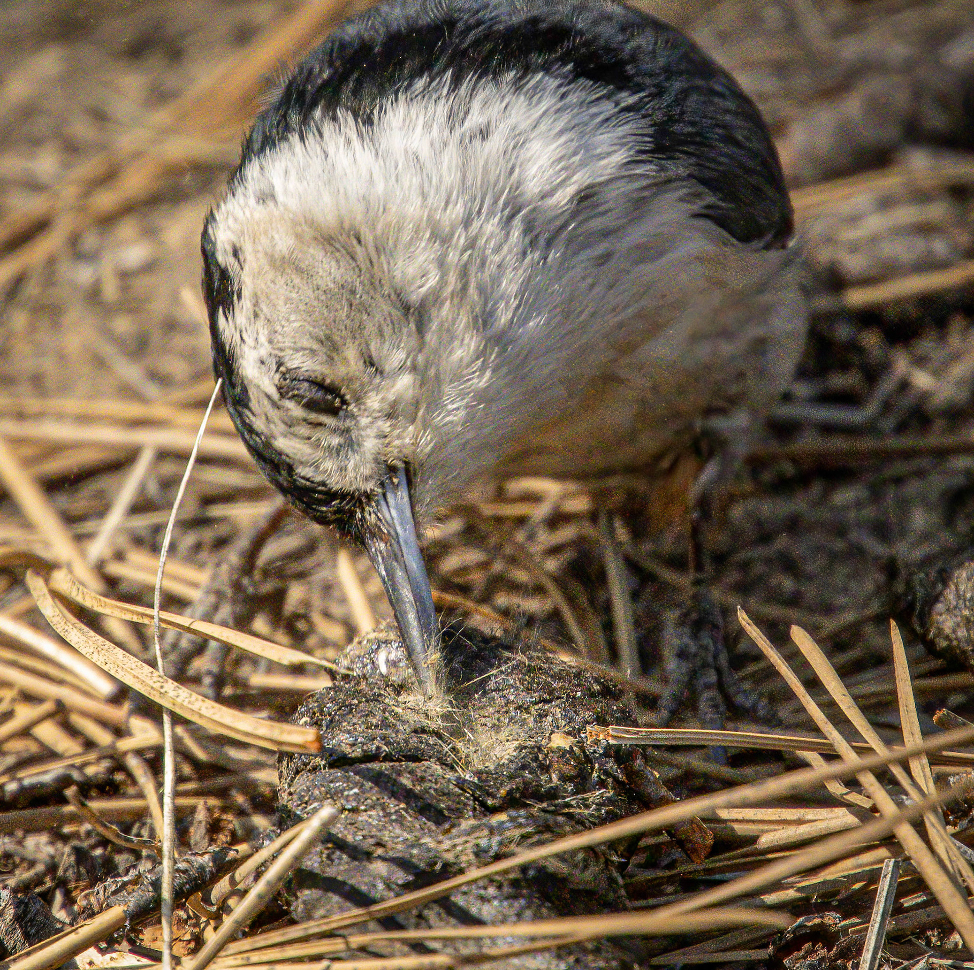 White-breasted Nuthatch