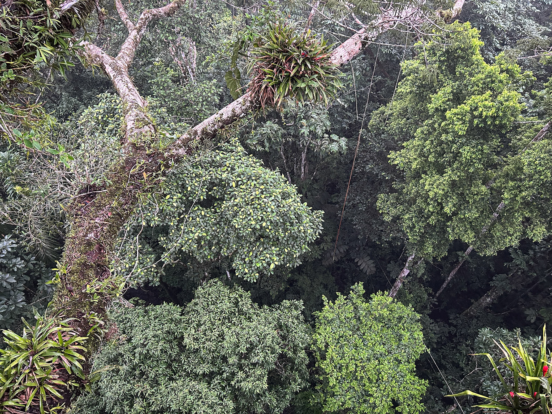 Looking straight down from Sani Lodge Tower in Kapok Tree