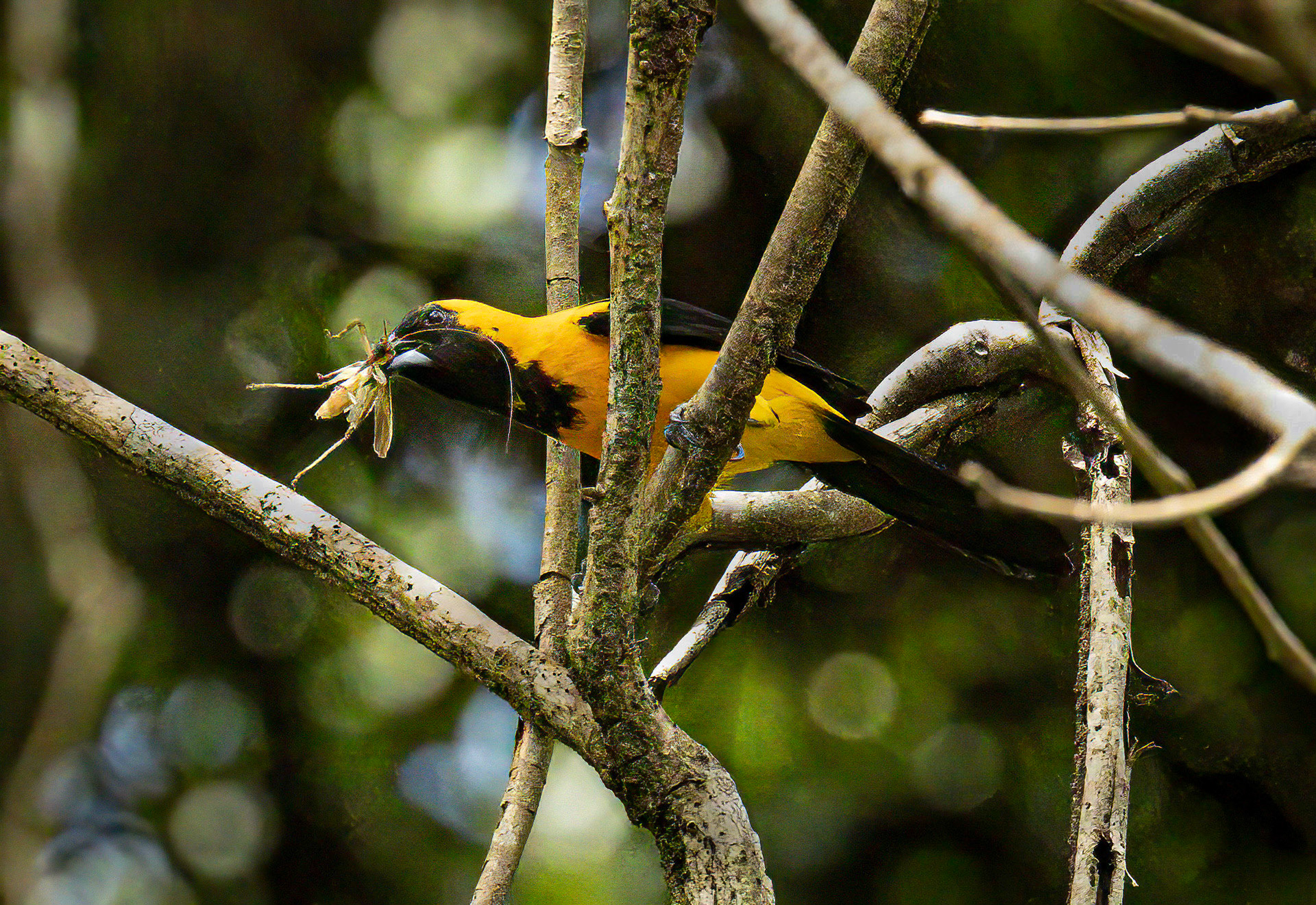 Yellow-backed Oriole in Metropolitan Park