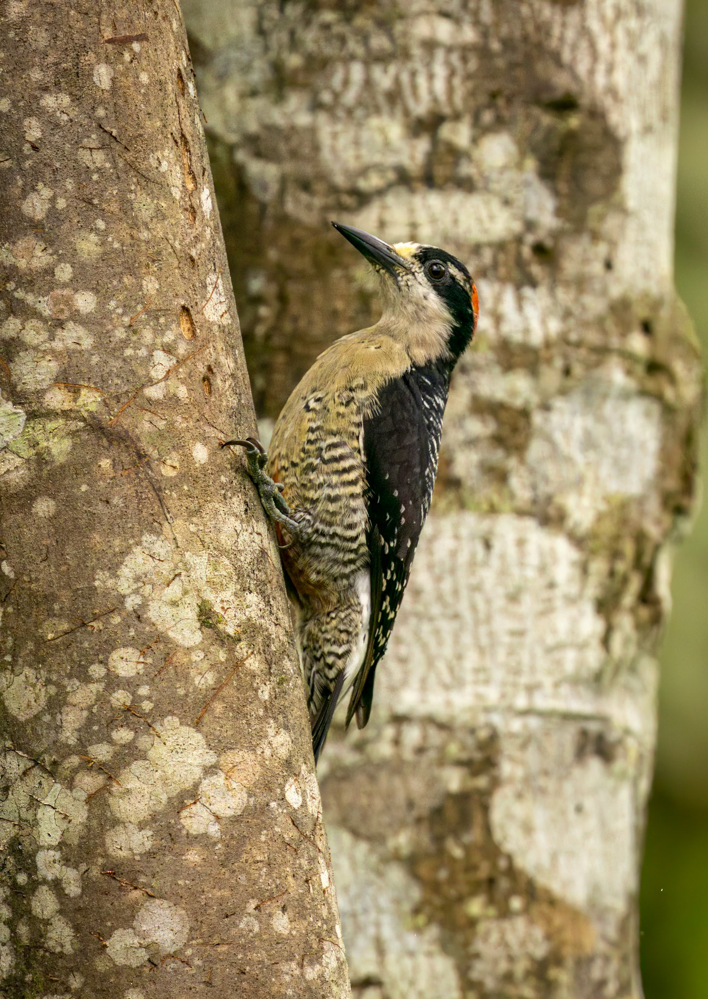 Black-cheeked Woodpecker