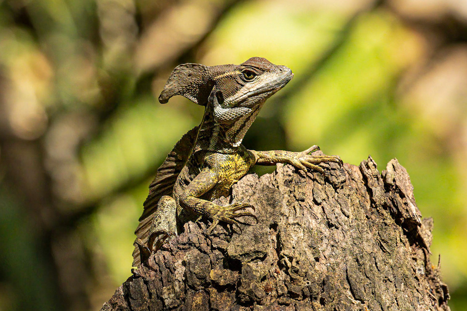 Common Basilisque Lizard