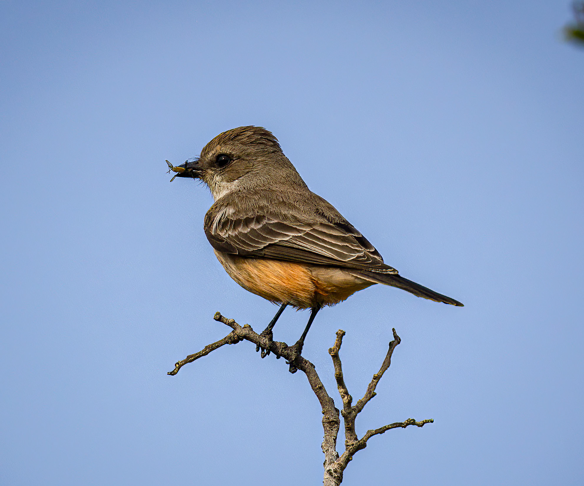 Vermillion Flycatcher