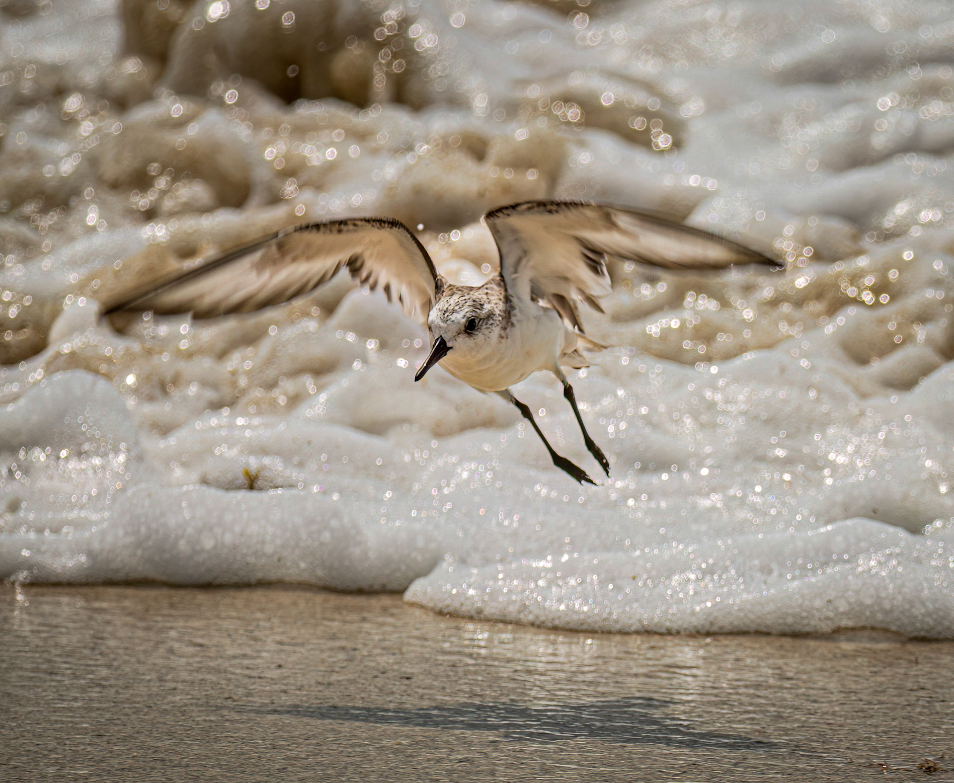 Sanderling