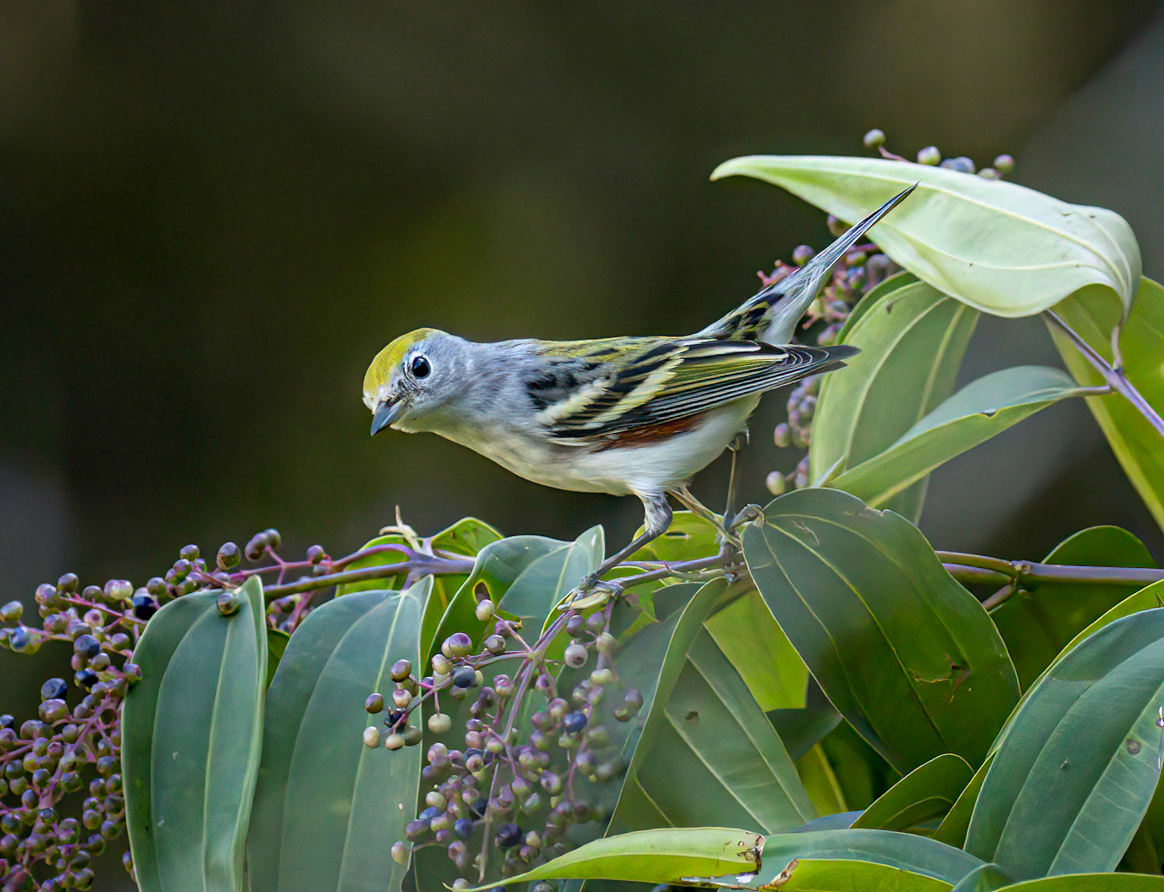 Chestnut-sided Warbler