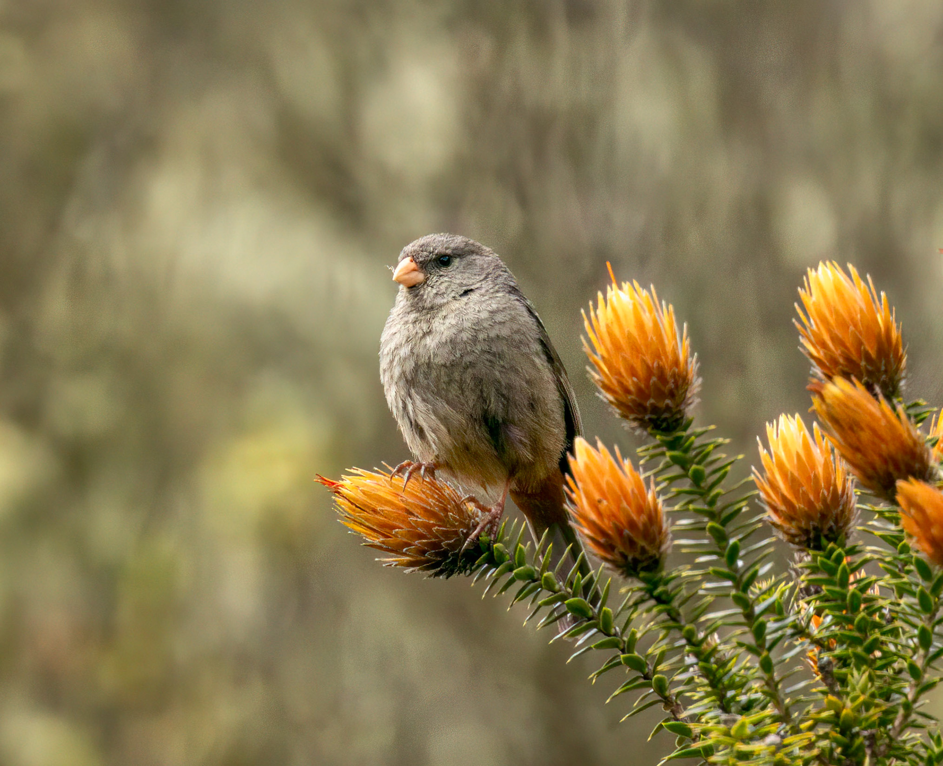 Plain-colored Seedeater