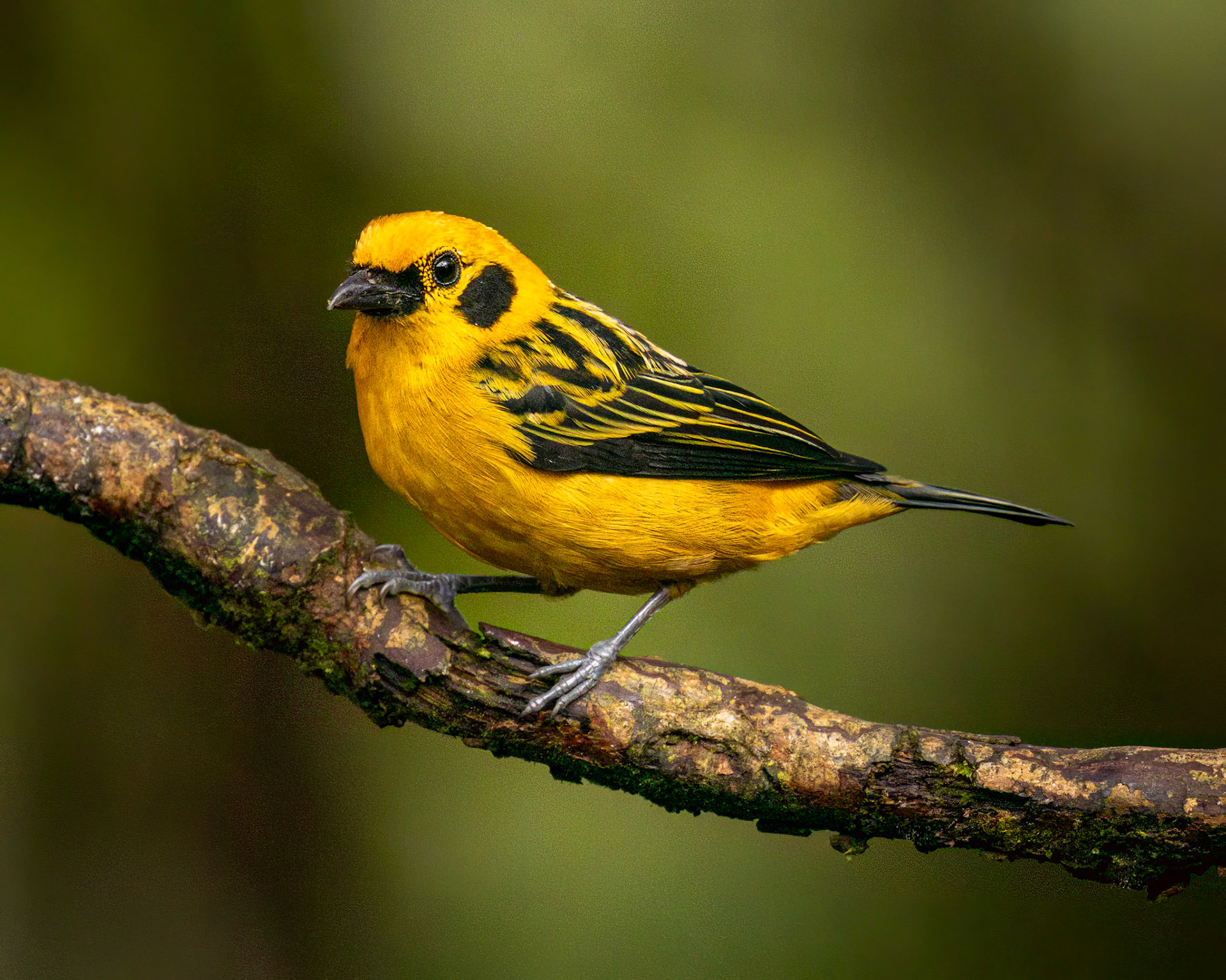 Golden Tanager