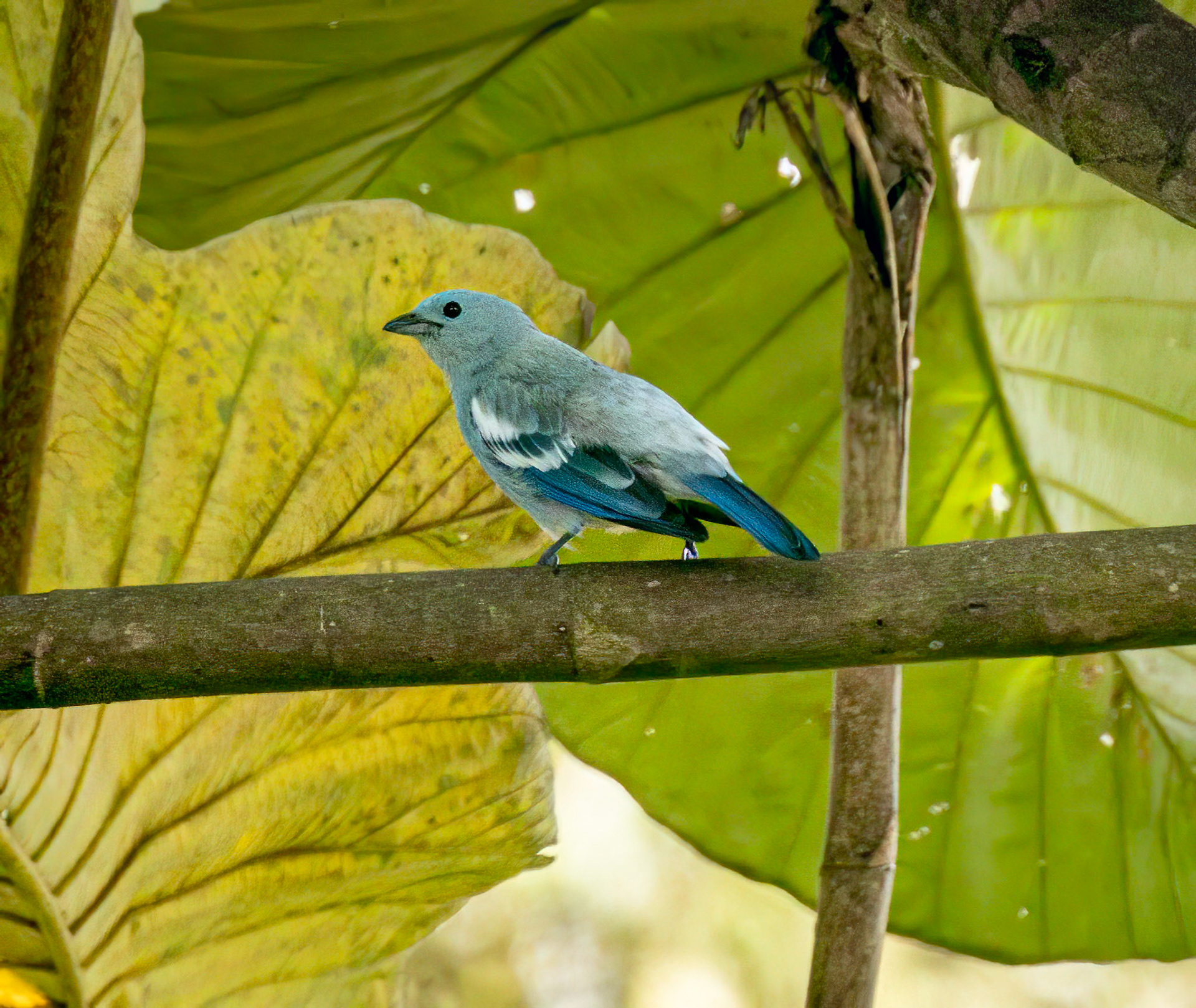 Blue-gray Tanager (east)