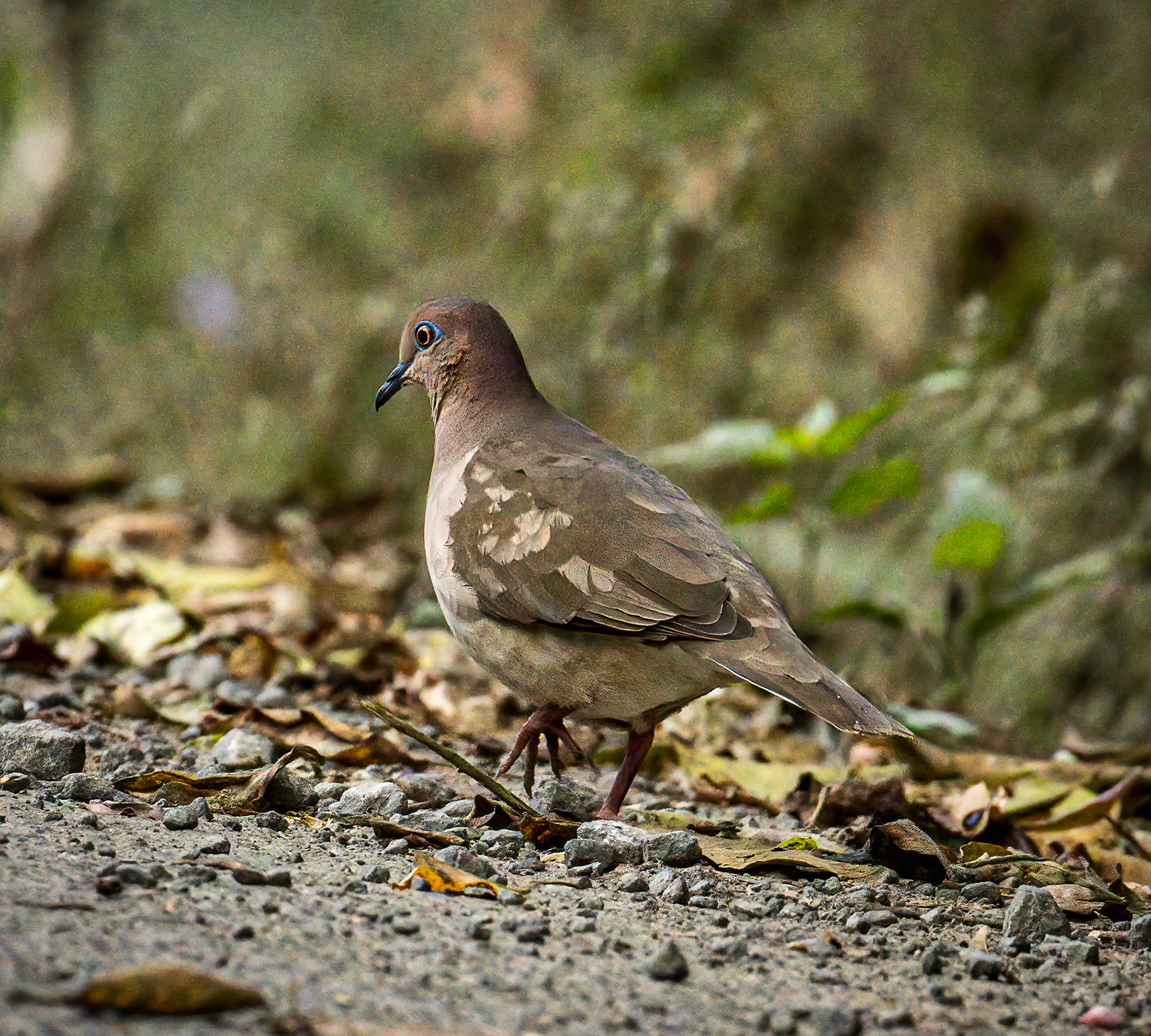White-tipped Dove