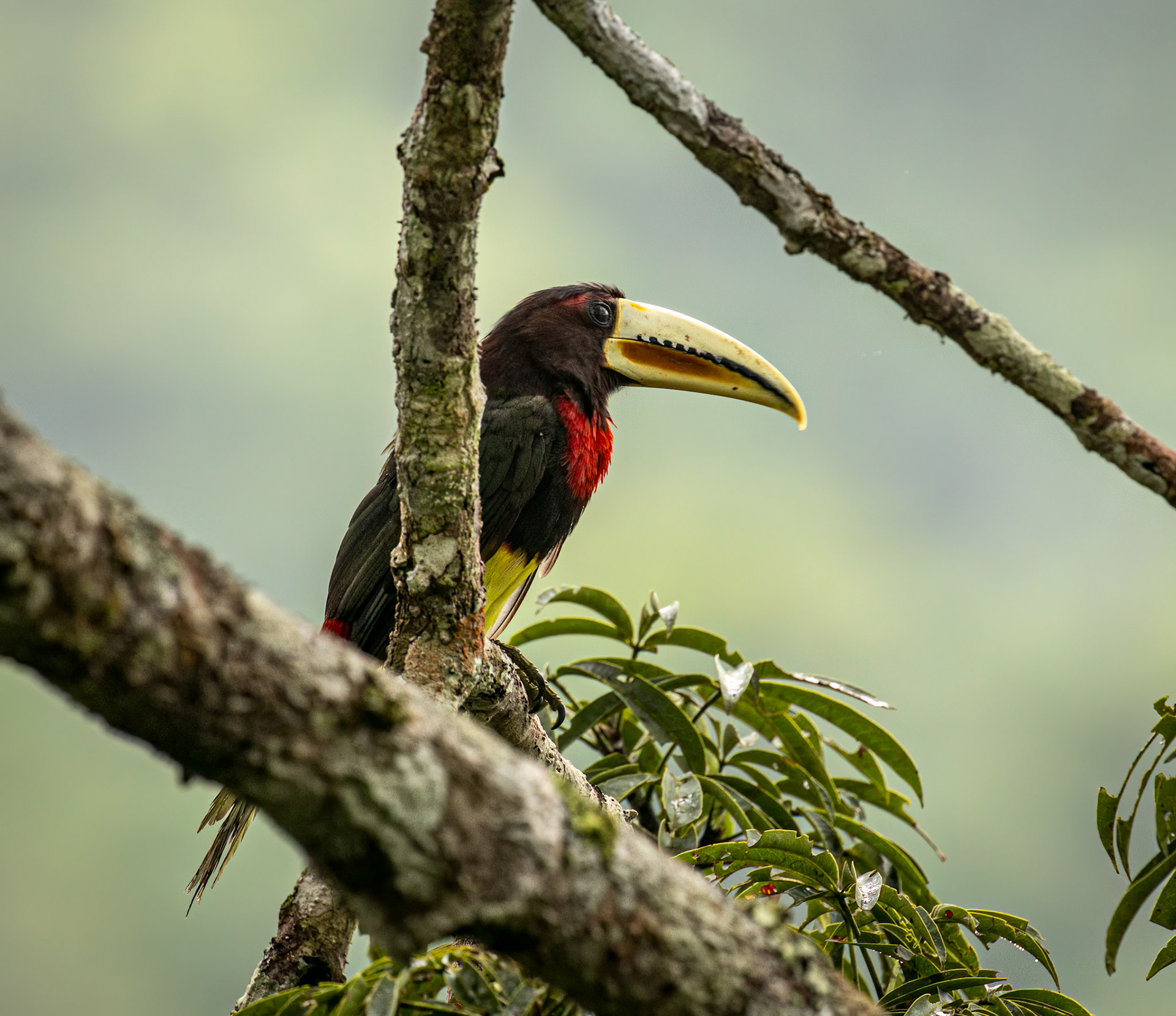 Ivory-billed Aracari