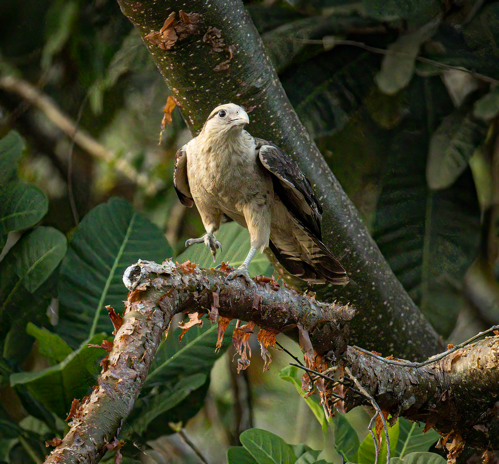 Yellow-headed Caracara