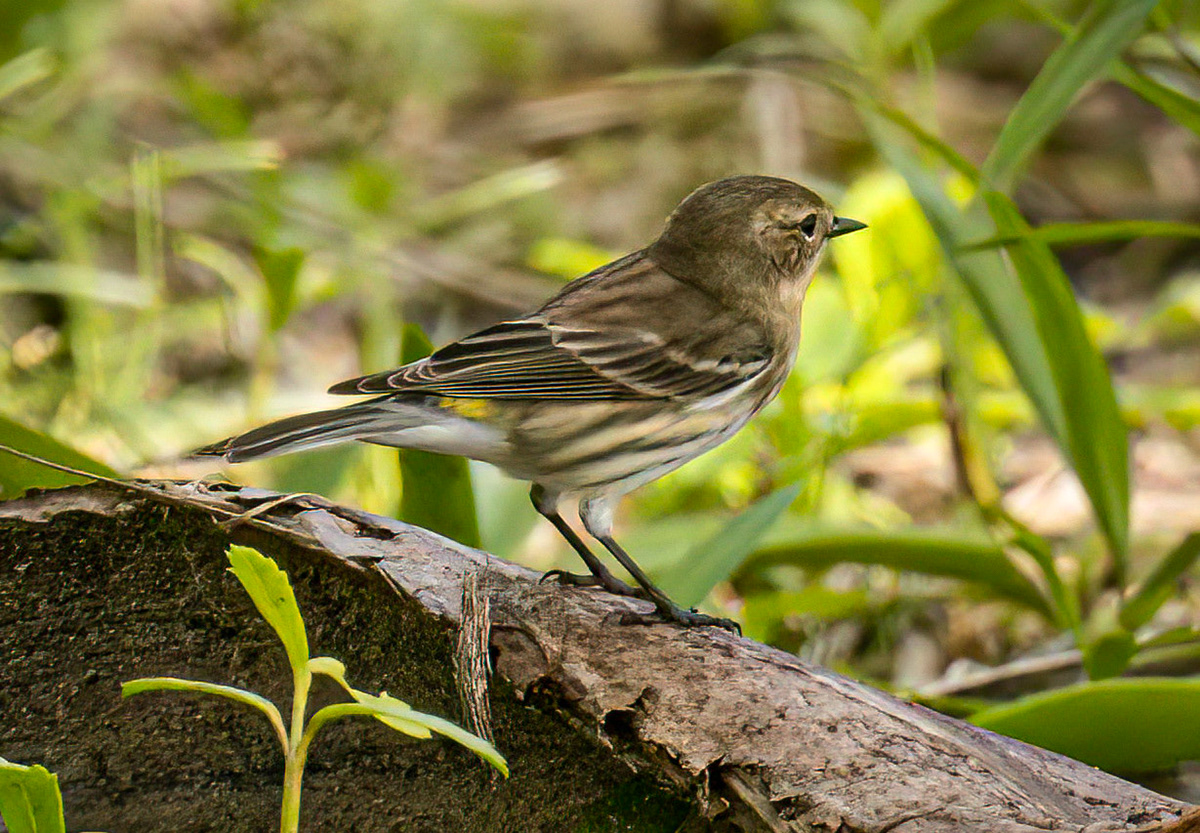 Yellow-rumped Warbler