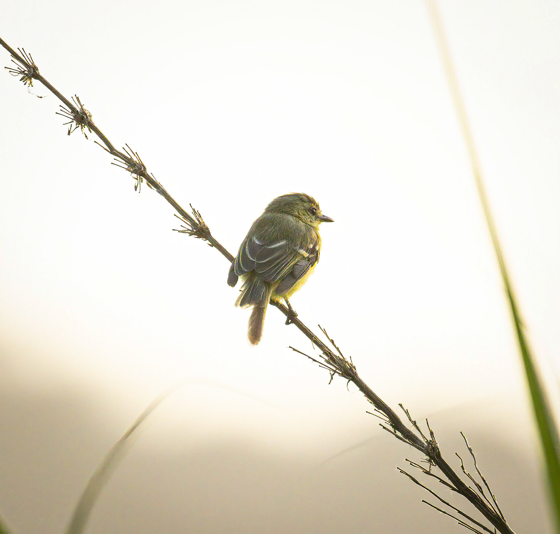 Yellow Tyrannulet