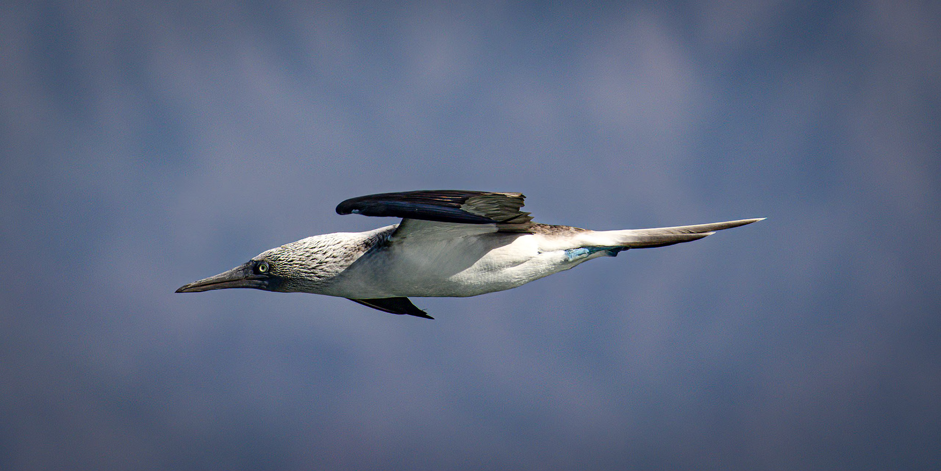 Blue-footed Booby