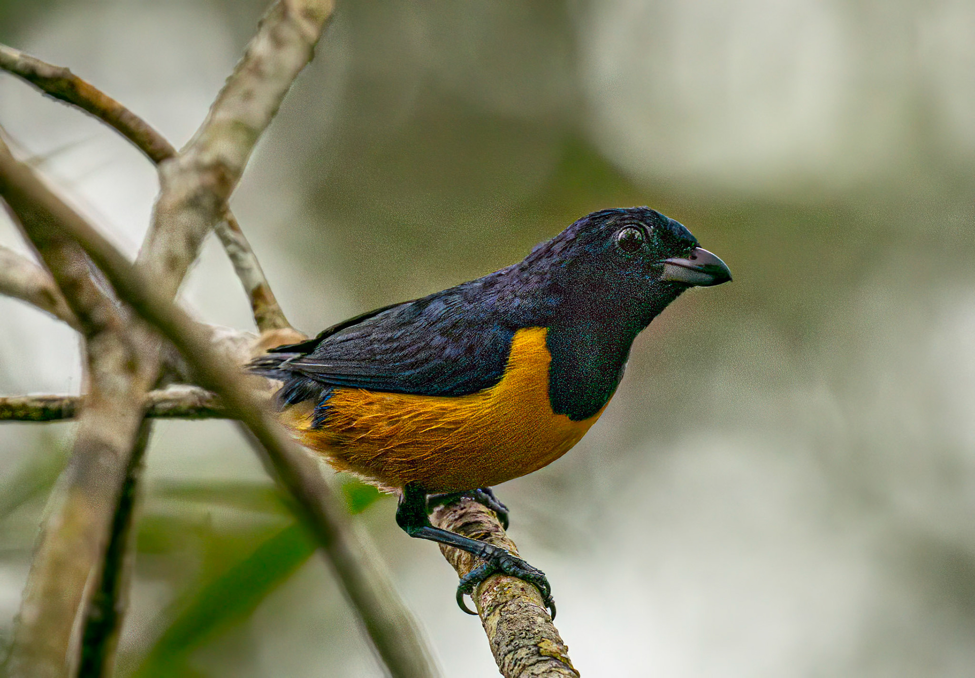 Rufous-bellied Euphonia