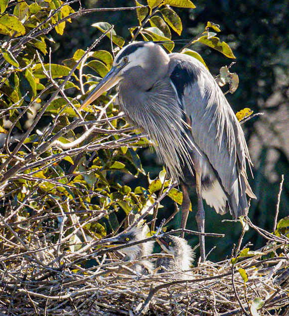 Great Blue Heron