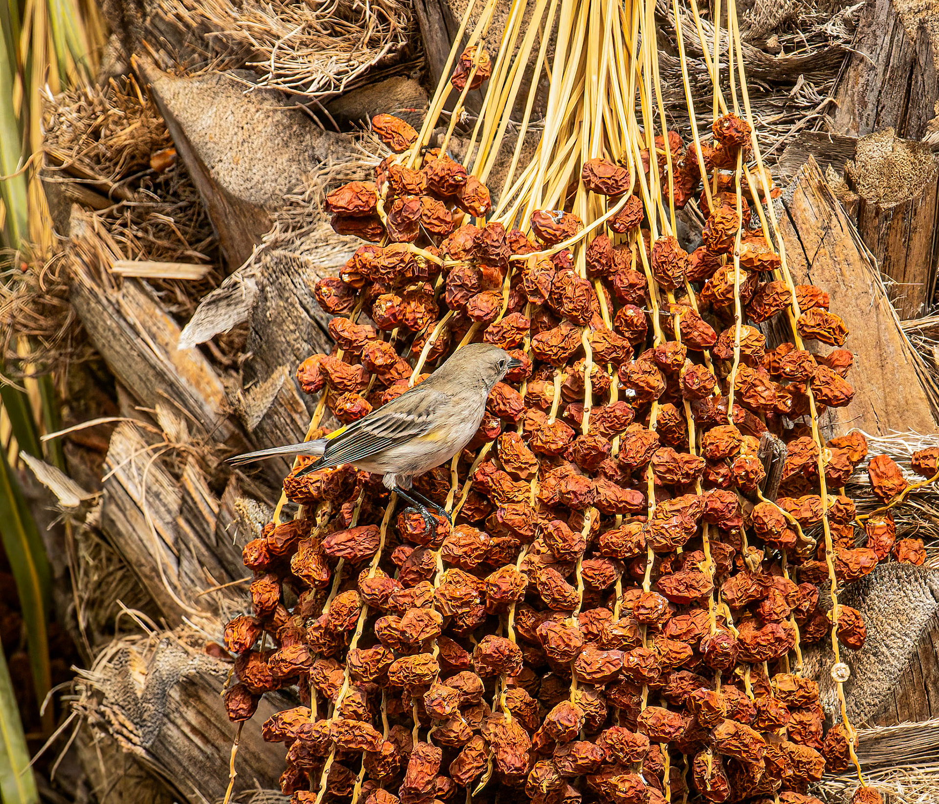 Yellow-rumped Warbler