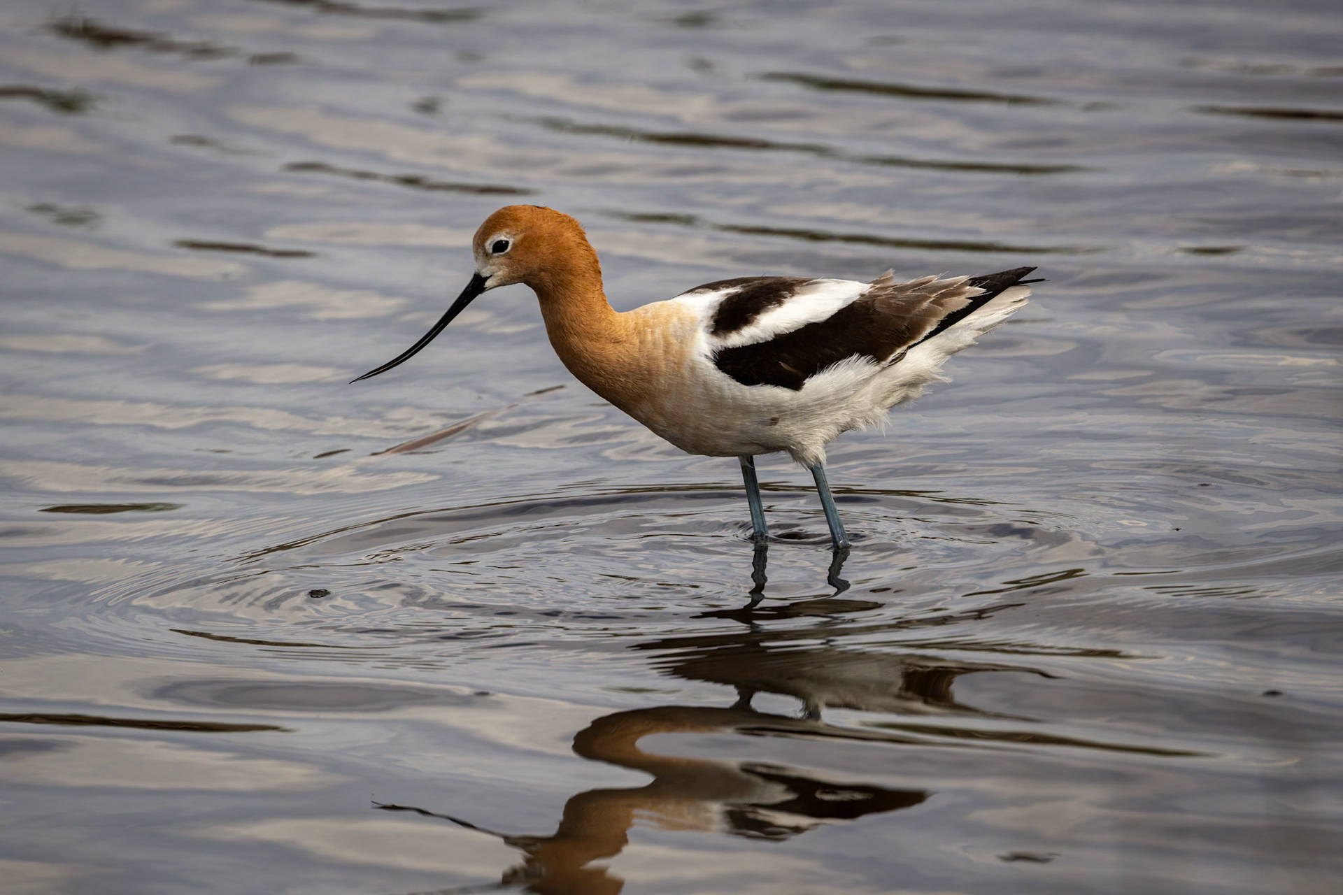 American Avocet