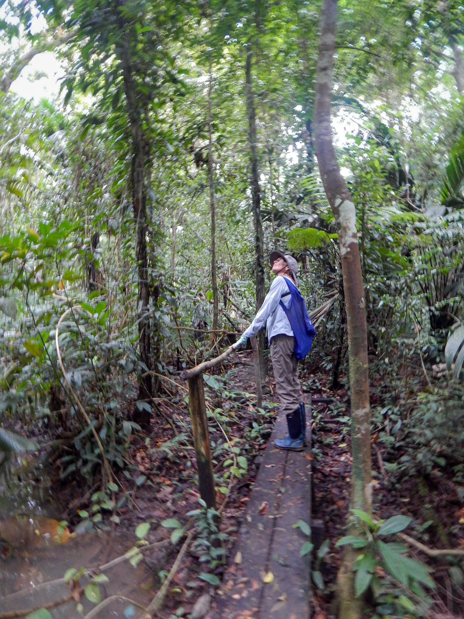 Rainforest trail. Care to guess why species appeared as silhouettes?