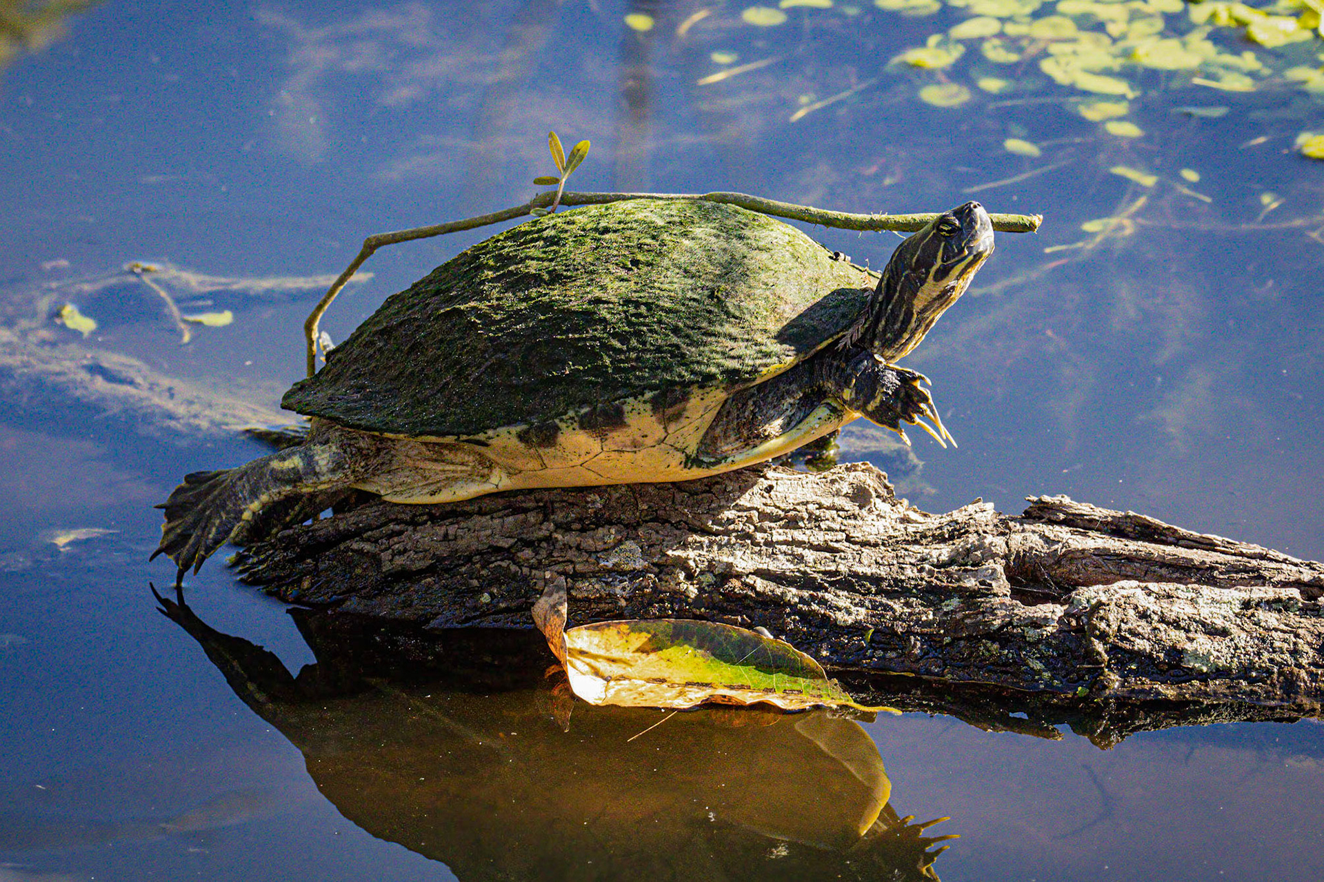 Red-bellied Cooter