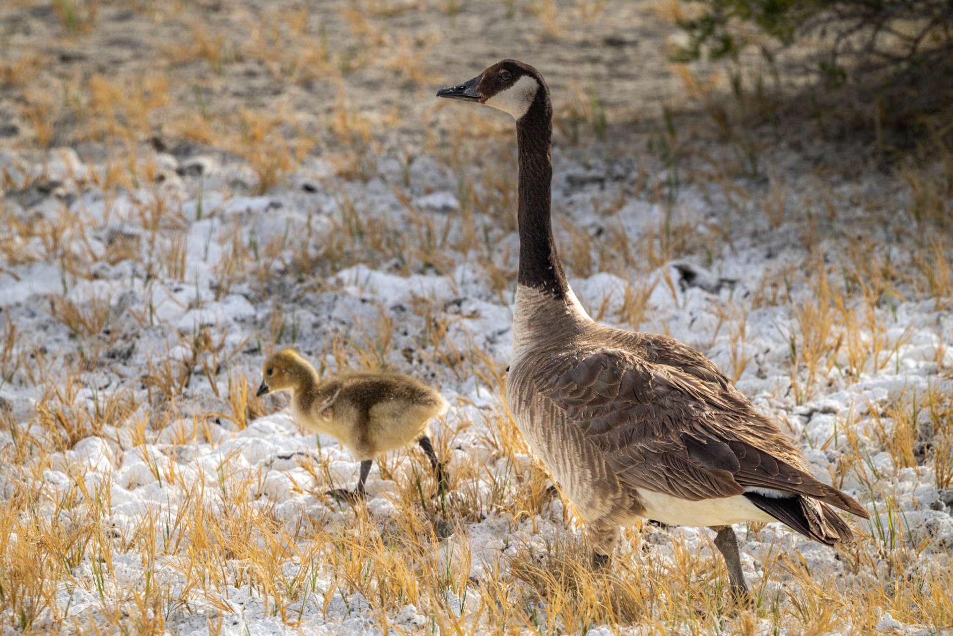 Canada Goose &amp; Gosling