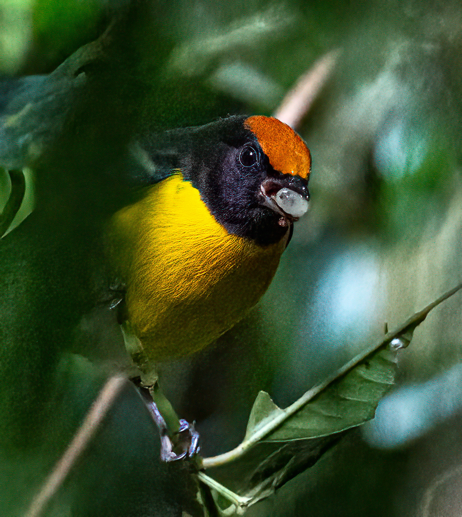 Tawny-capped Euphonia