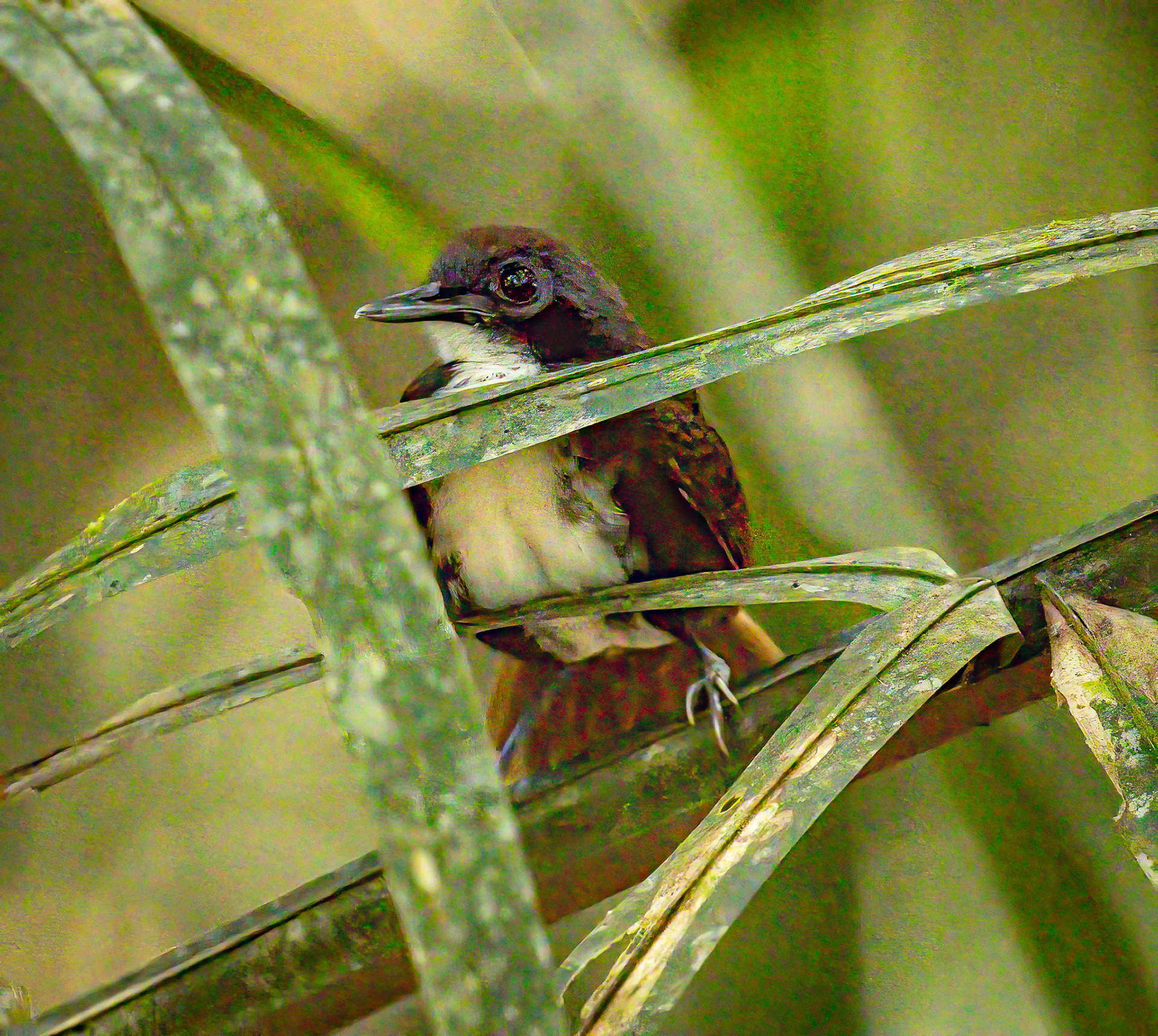 Bicolored Antbird