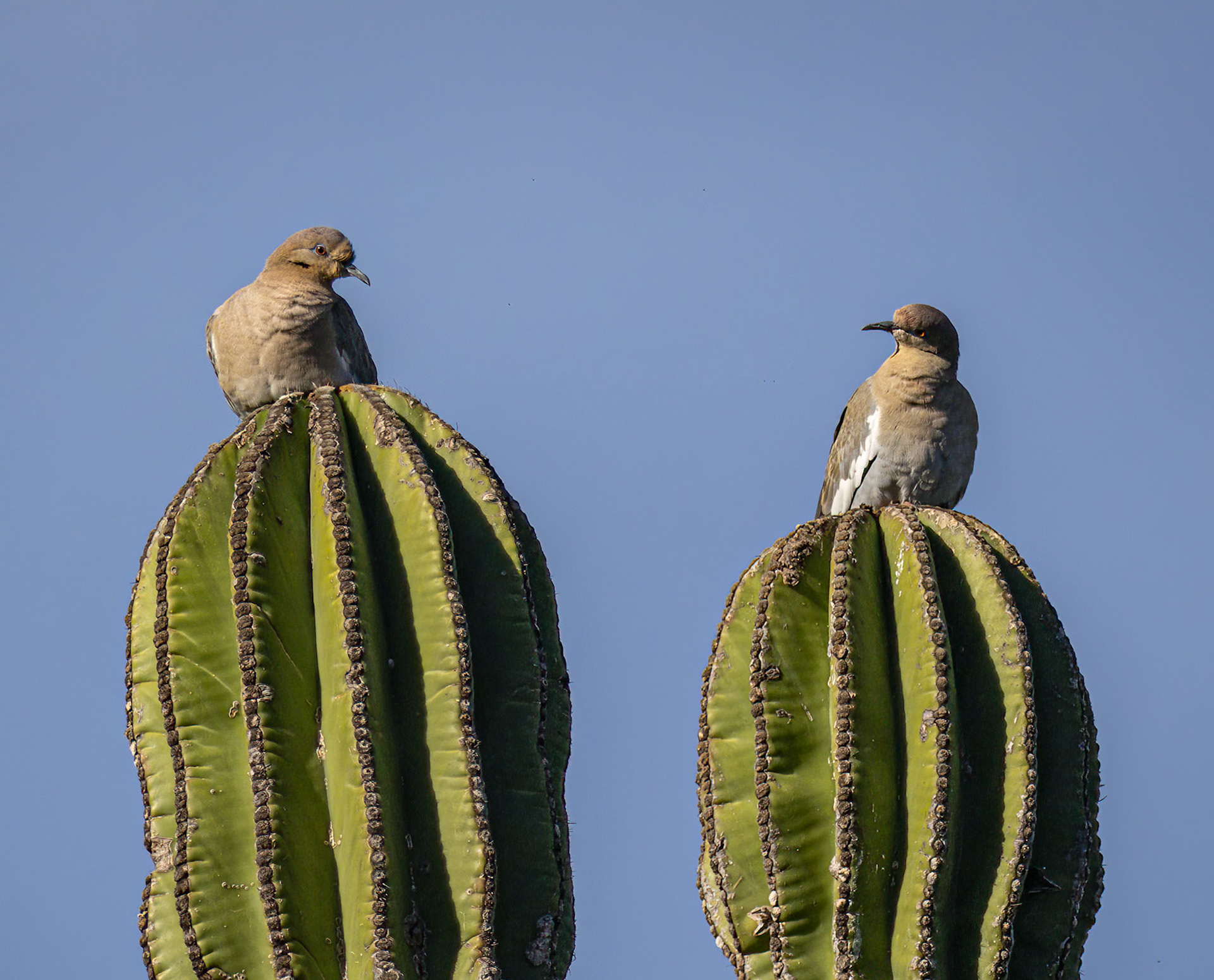 White-winged Dove