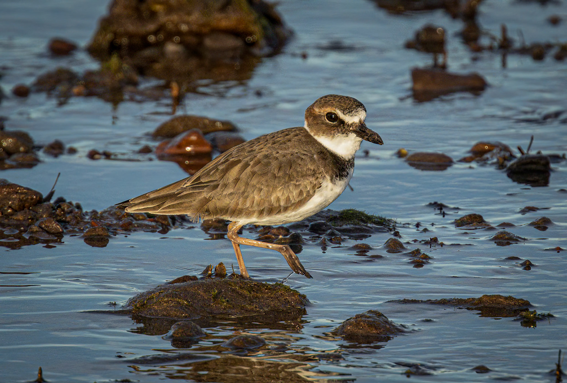 Wilson's Plover