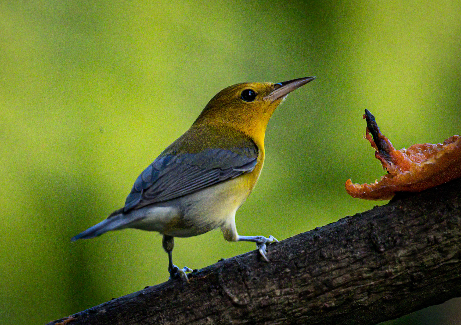 Prothonotory Warbler