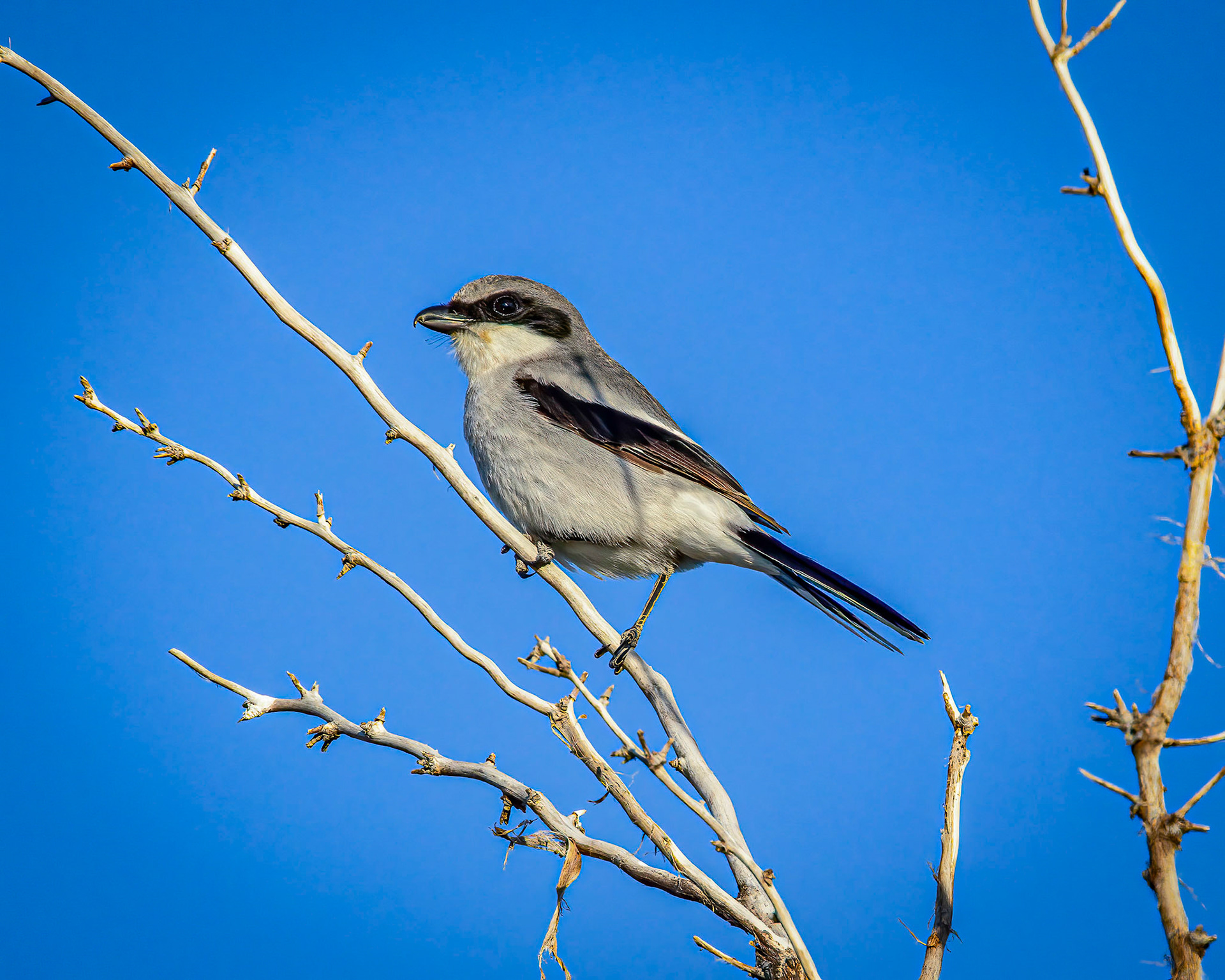 Loggerhead Shrike