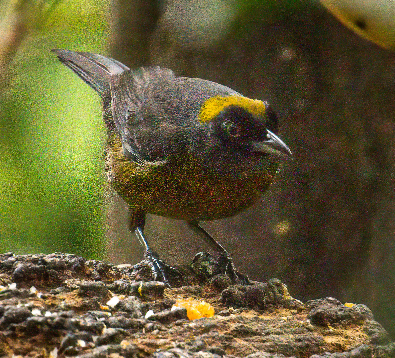Dusky-faced Tanager