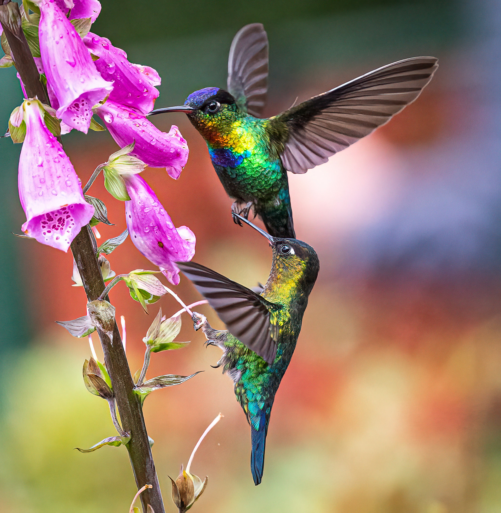 Fiery-throated Hummingbird