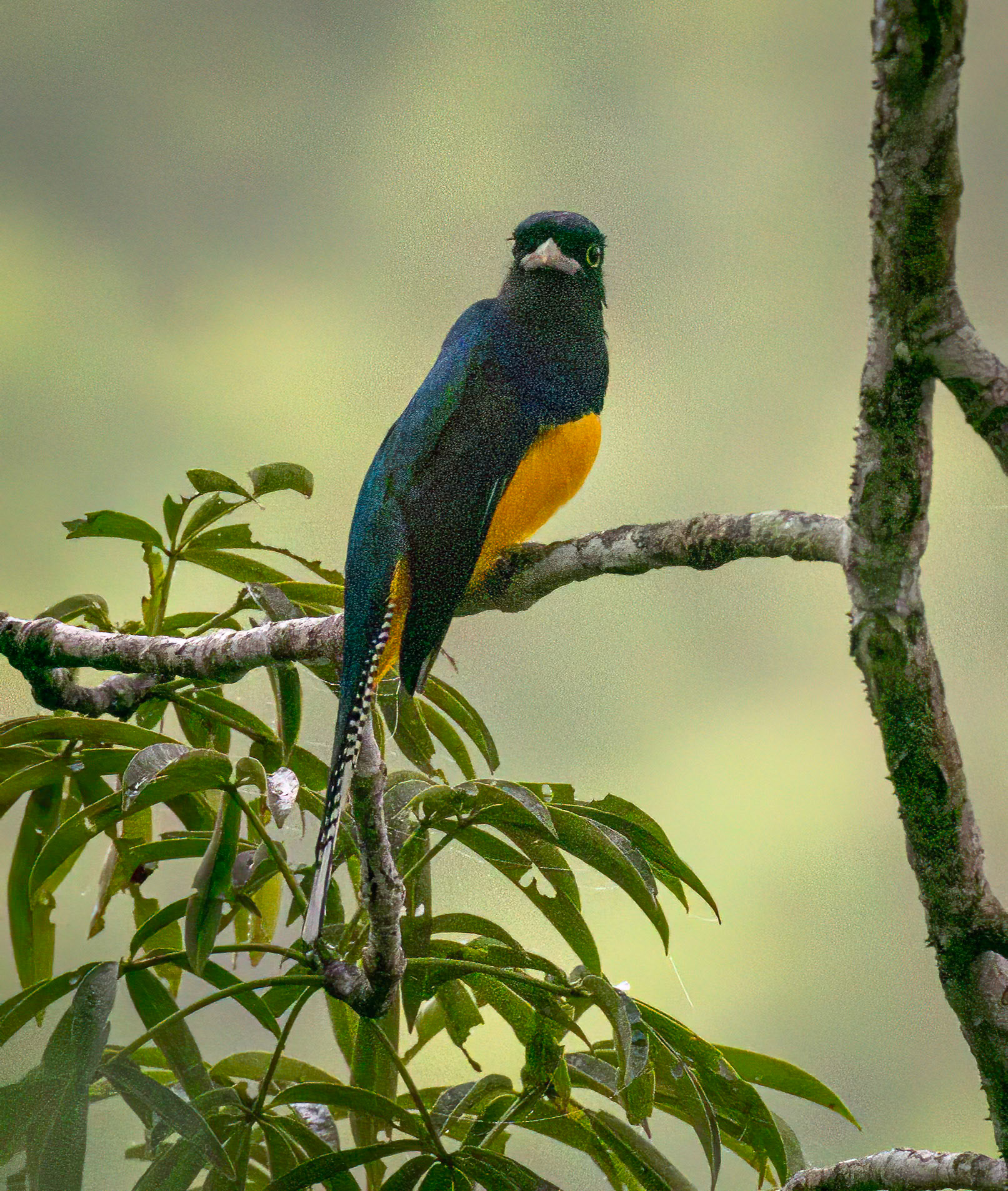 Amazonian Trogon