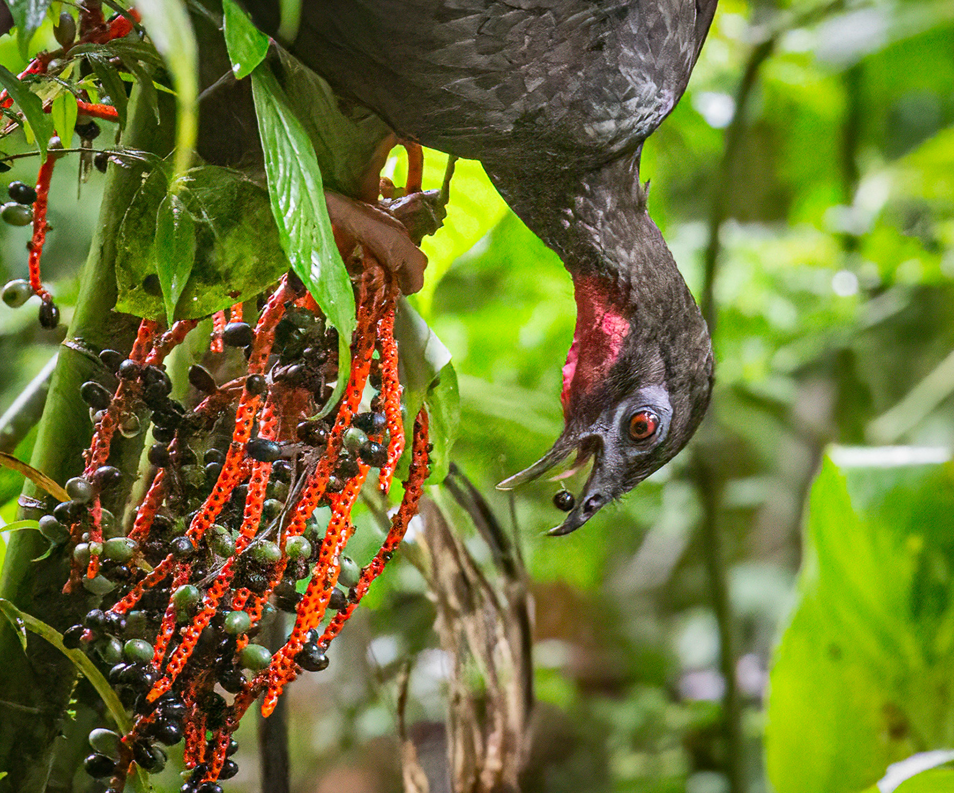 Crested Guan