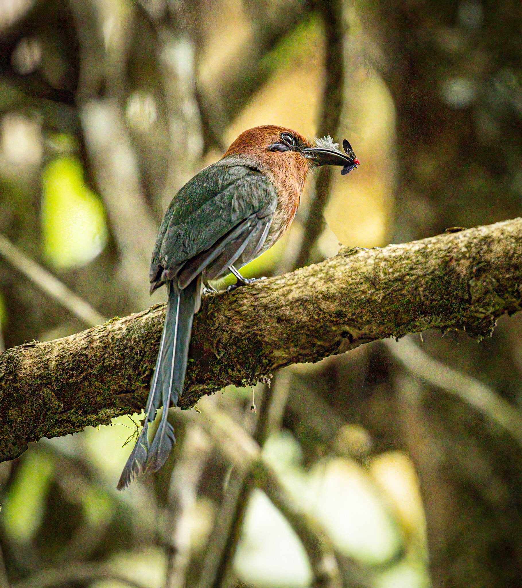 Broad-billed Motmot