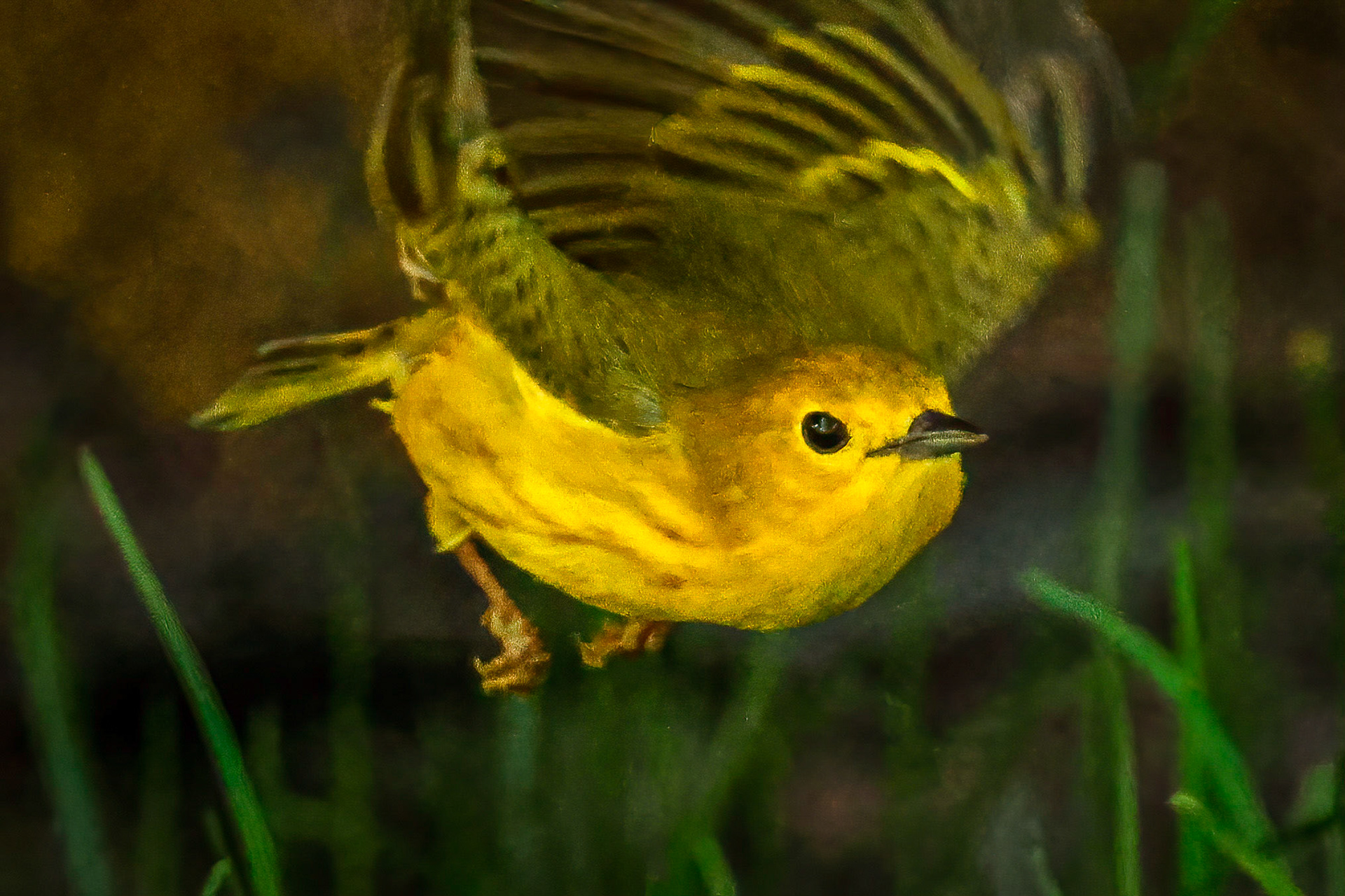 Yellow Warbler