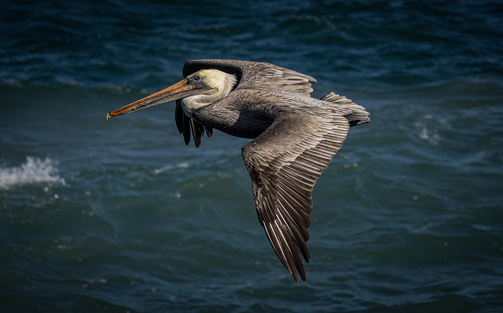 Brown Pelican