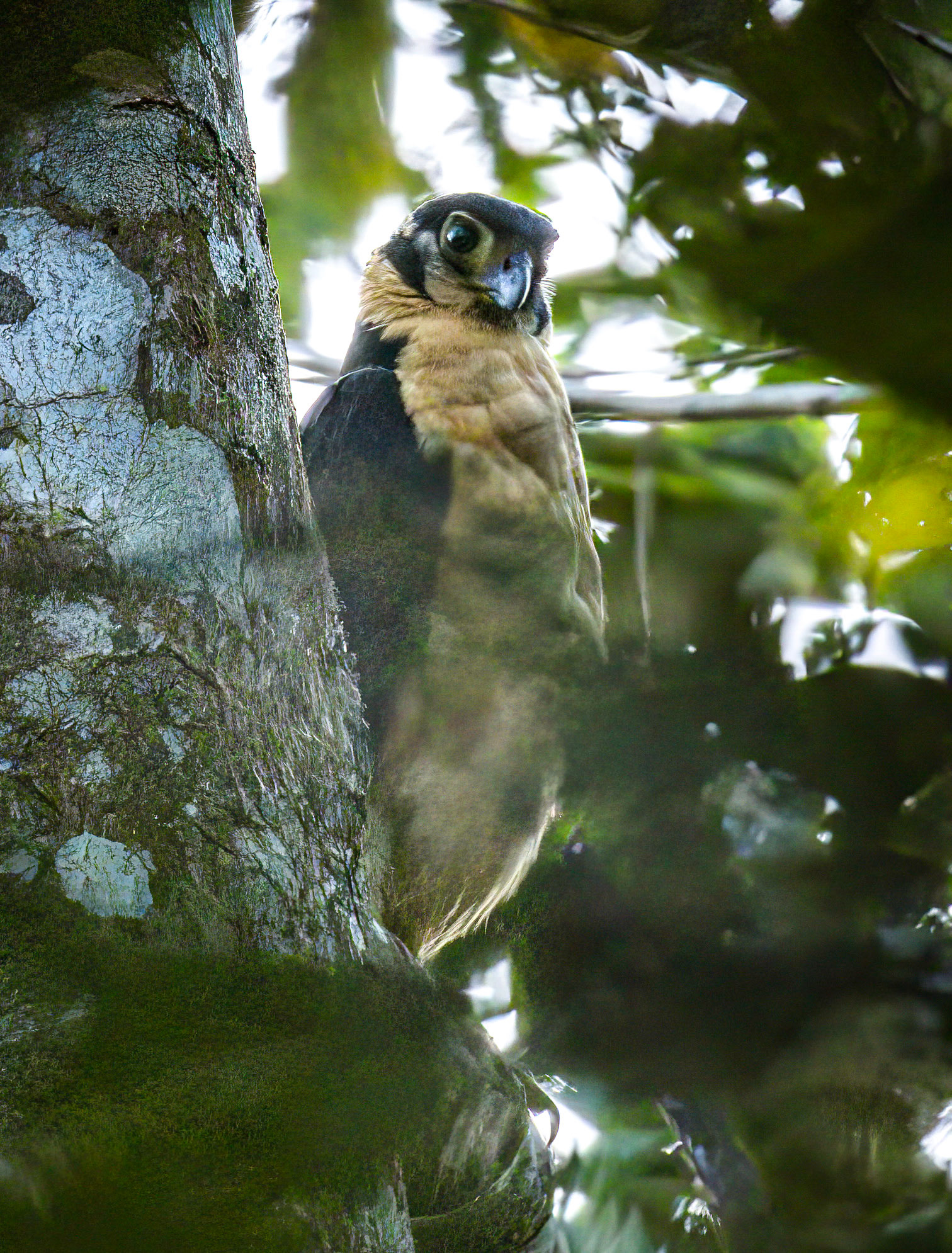 Collared Forest-Falcon