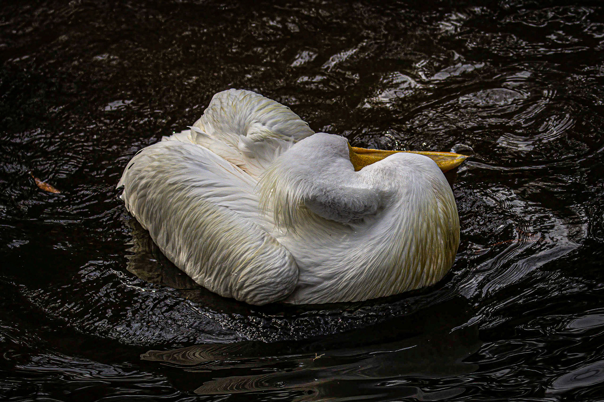 White Pelican