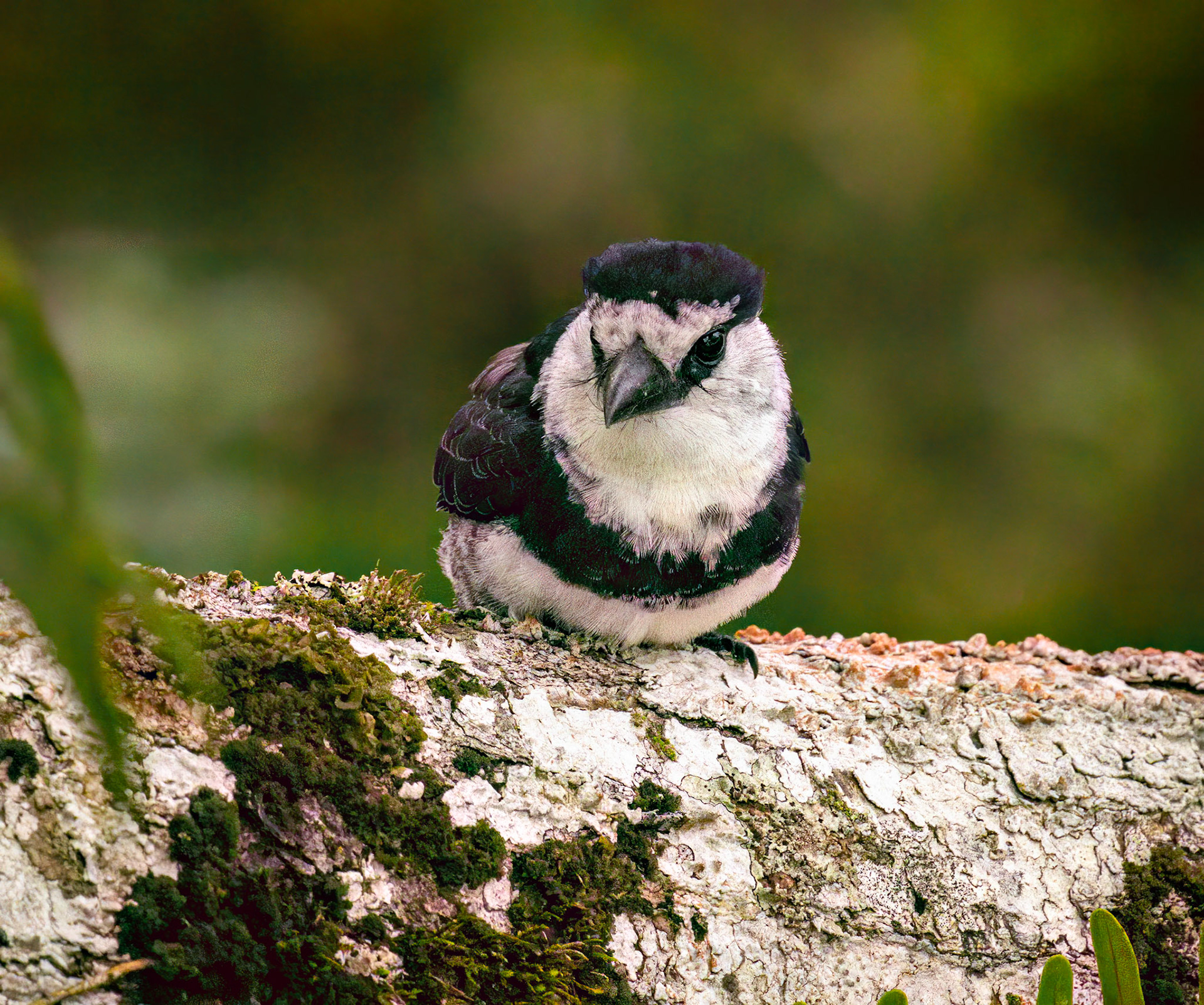 White-necked Puffbird