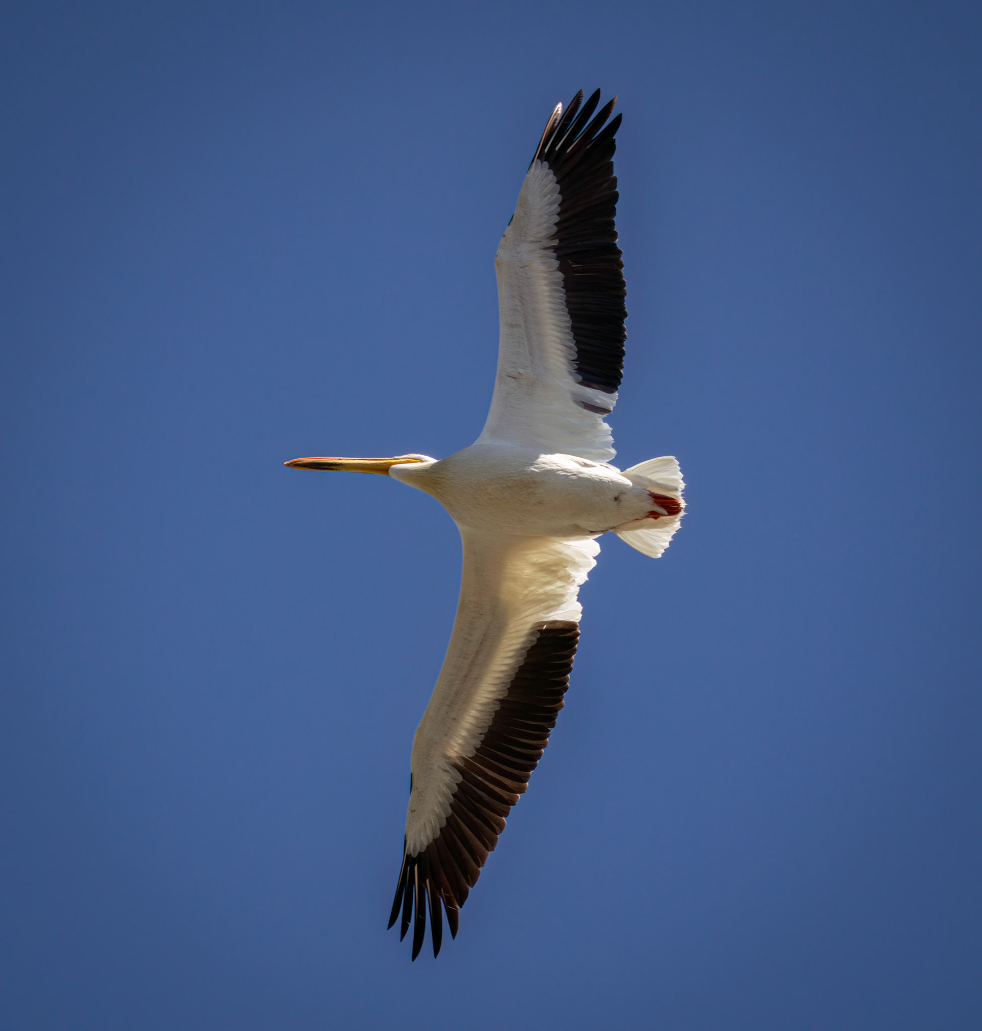 American White Pelican