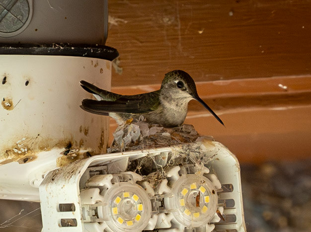 Black-chinned Hummingbird