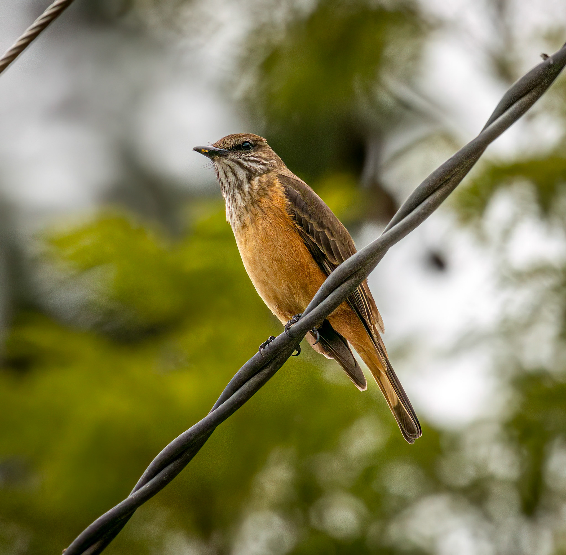 Strreak-throated Bush-Tyrant