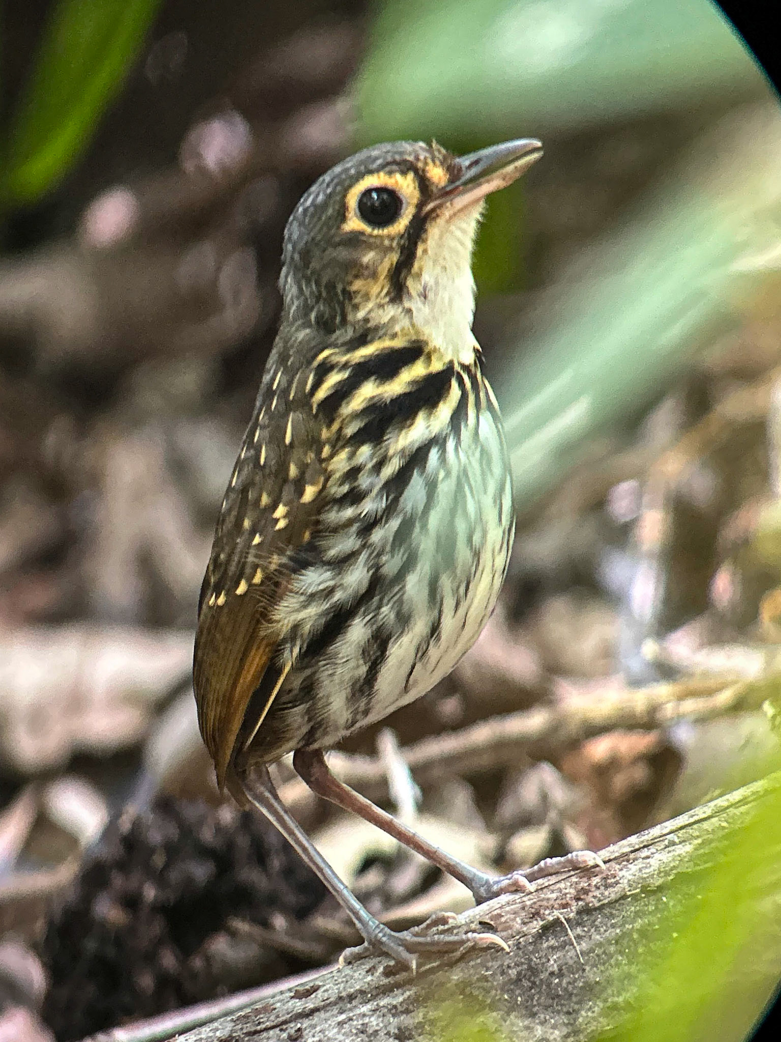 Streak-chested Antpitta (scope photo)
