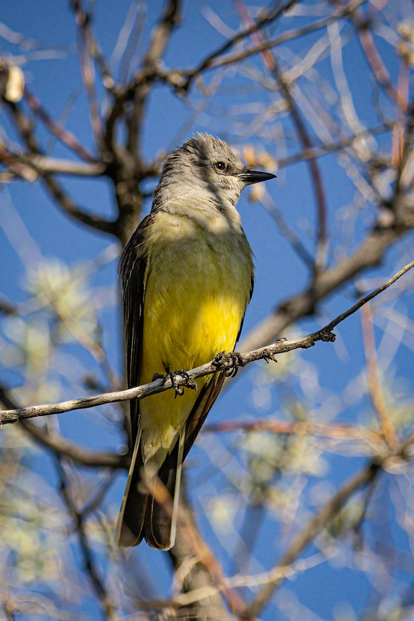 Western Kingbird