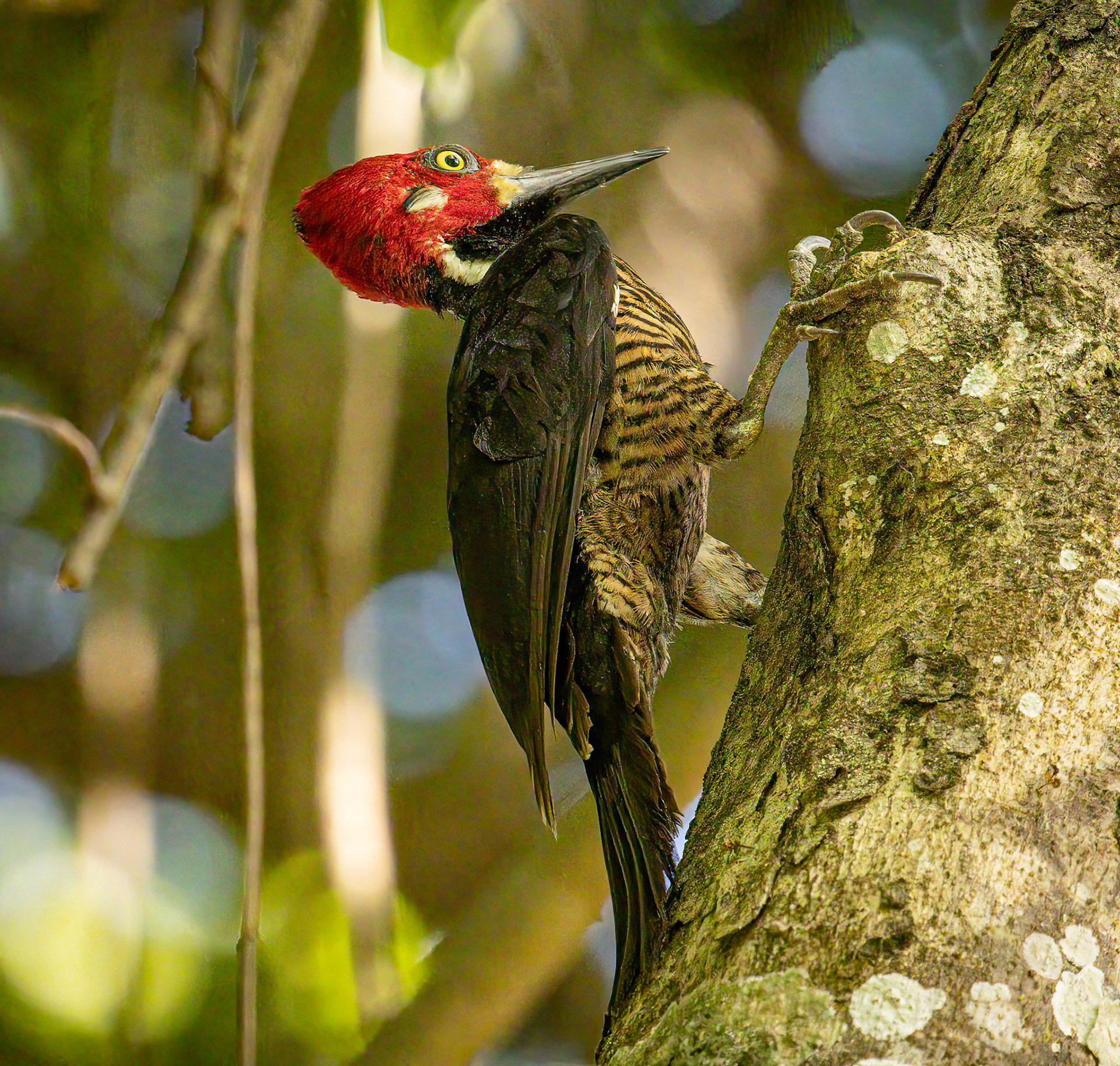 Crimson-crested Woodpecker