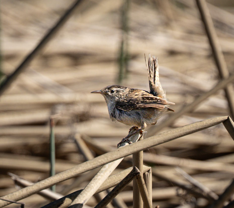 Marsh Wren