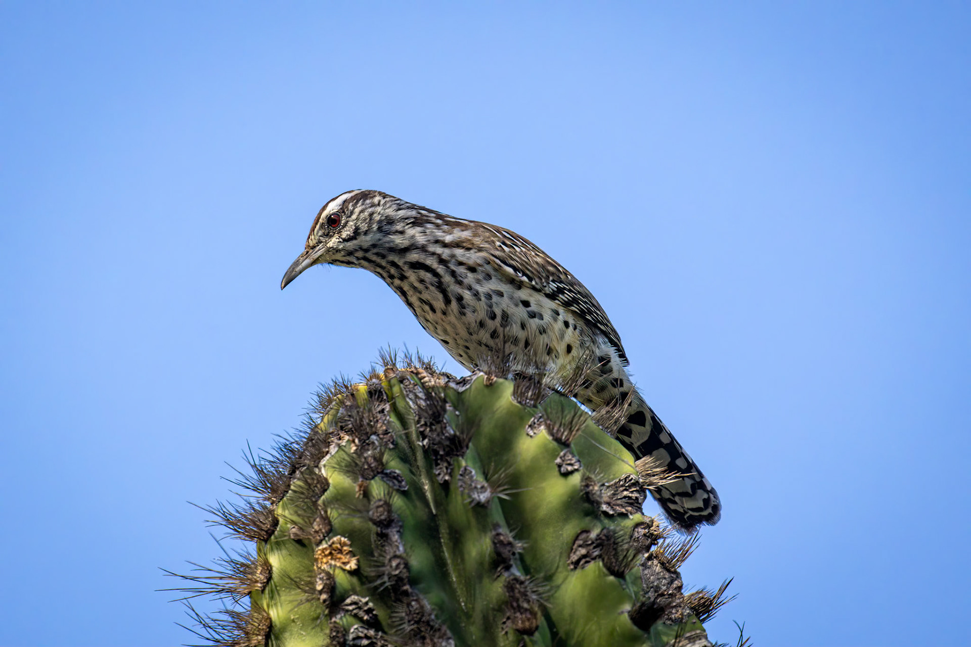 Cactus Wren
