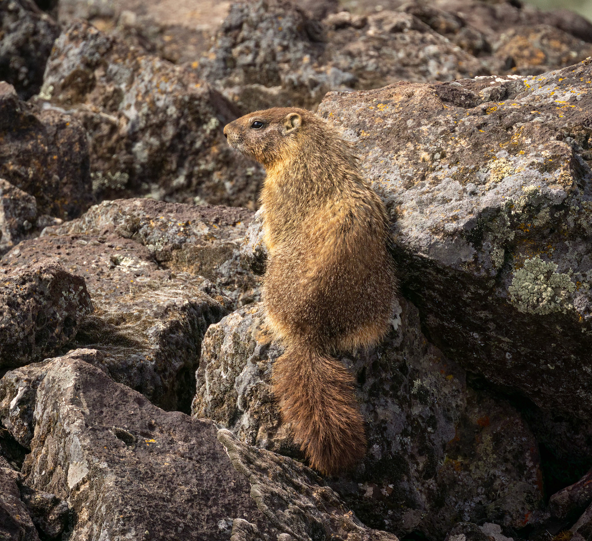 Yellow-bellied Marmot